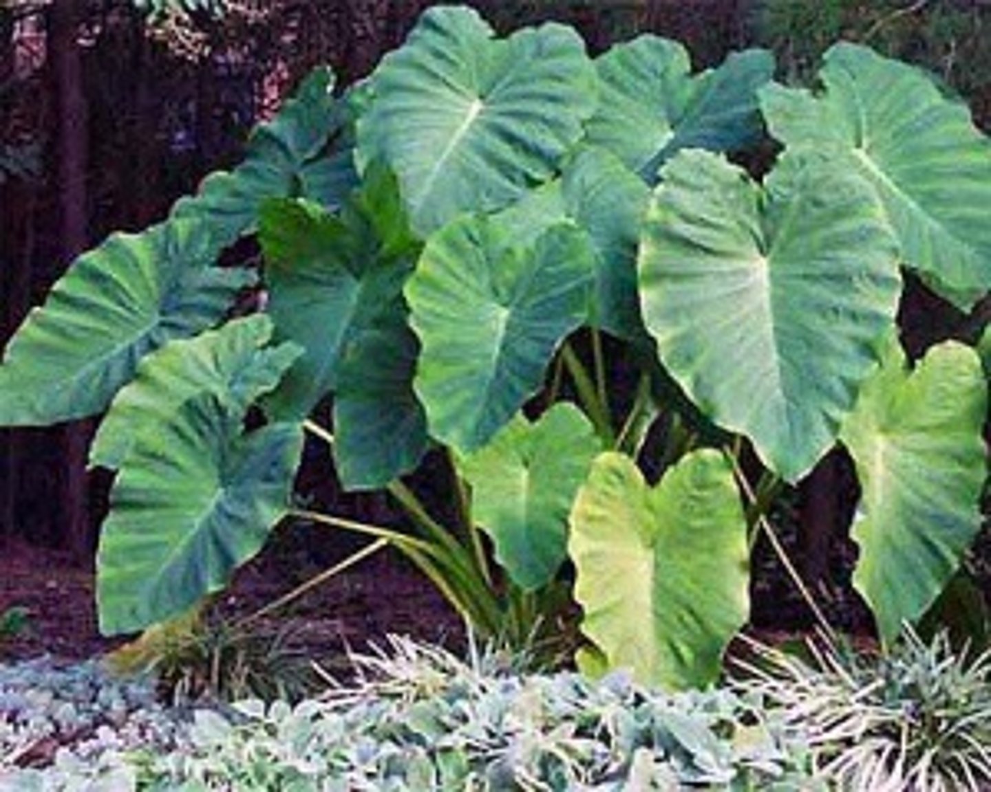 <p>Leaves are very large (up to 3 ft.). They are heart-shaped to arrow-shaped with prominent veins. The apex is obtuse while the base is somewhere between cordate and auriculate. The petiole comes out from the center of the leaf. There is a wide variety of colors and patterns.</p>