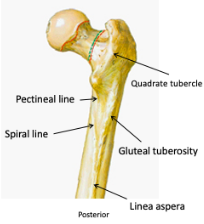 <p>Origin: vastus medialis</p>