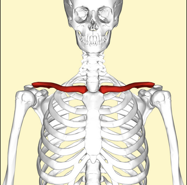 <p>What is this bone called?</p>