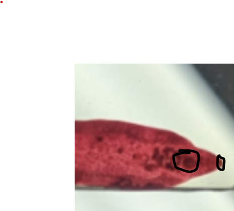 <p>two structures in trematoda that aid in the capture of food and attachment onto hosts </p>