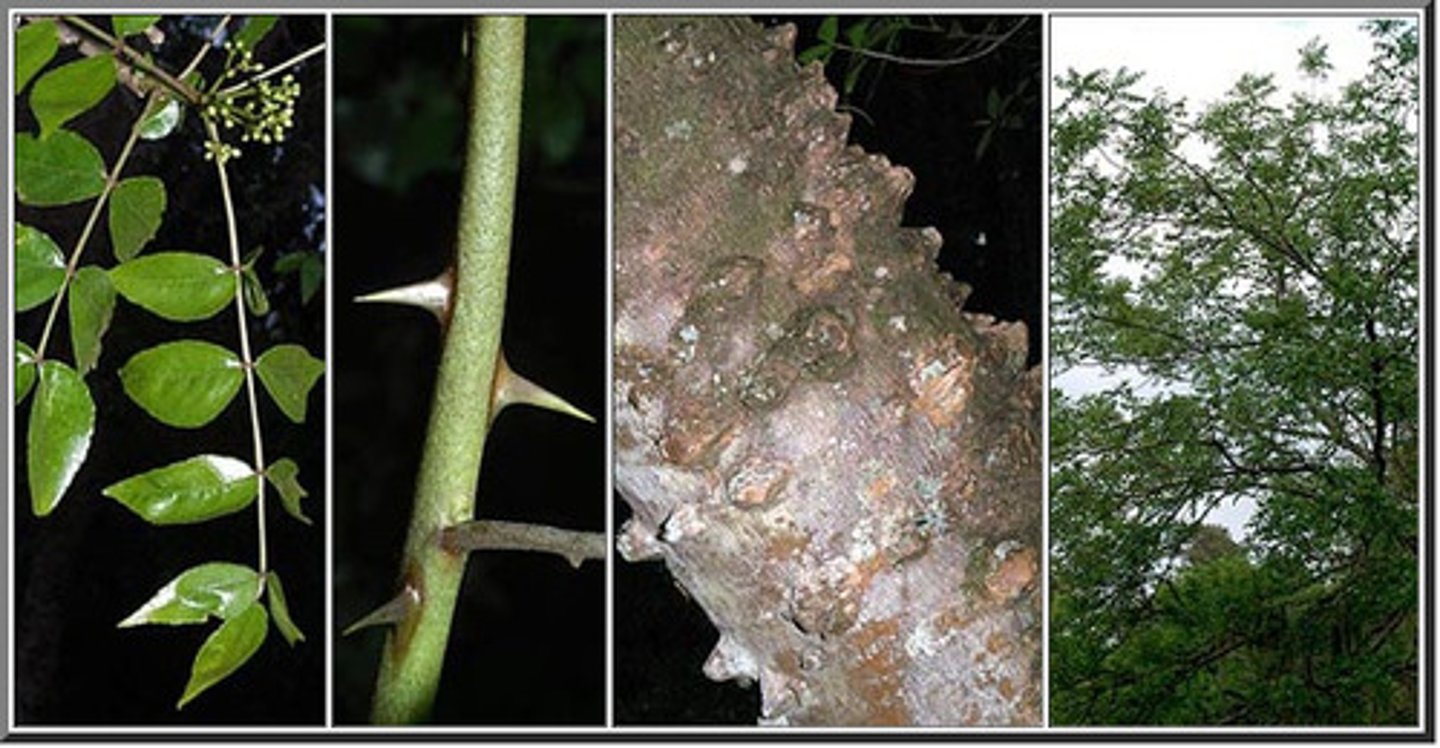<ul><li><p>thorns</p></li><li><p>pinnately compound leaves</p></li><li><p>flowers before leaves (flowers and buds)</p></li></ul><p>Genus</p>