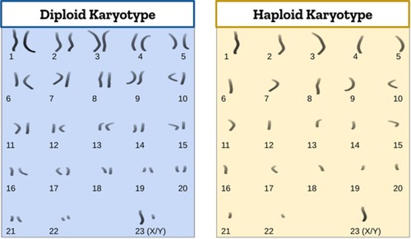 <p>Contains 2 copies of every chromosome (i.e. homologous chromosomes).</p>