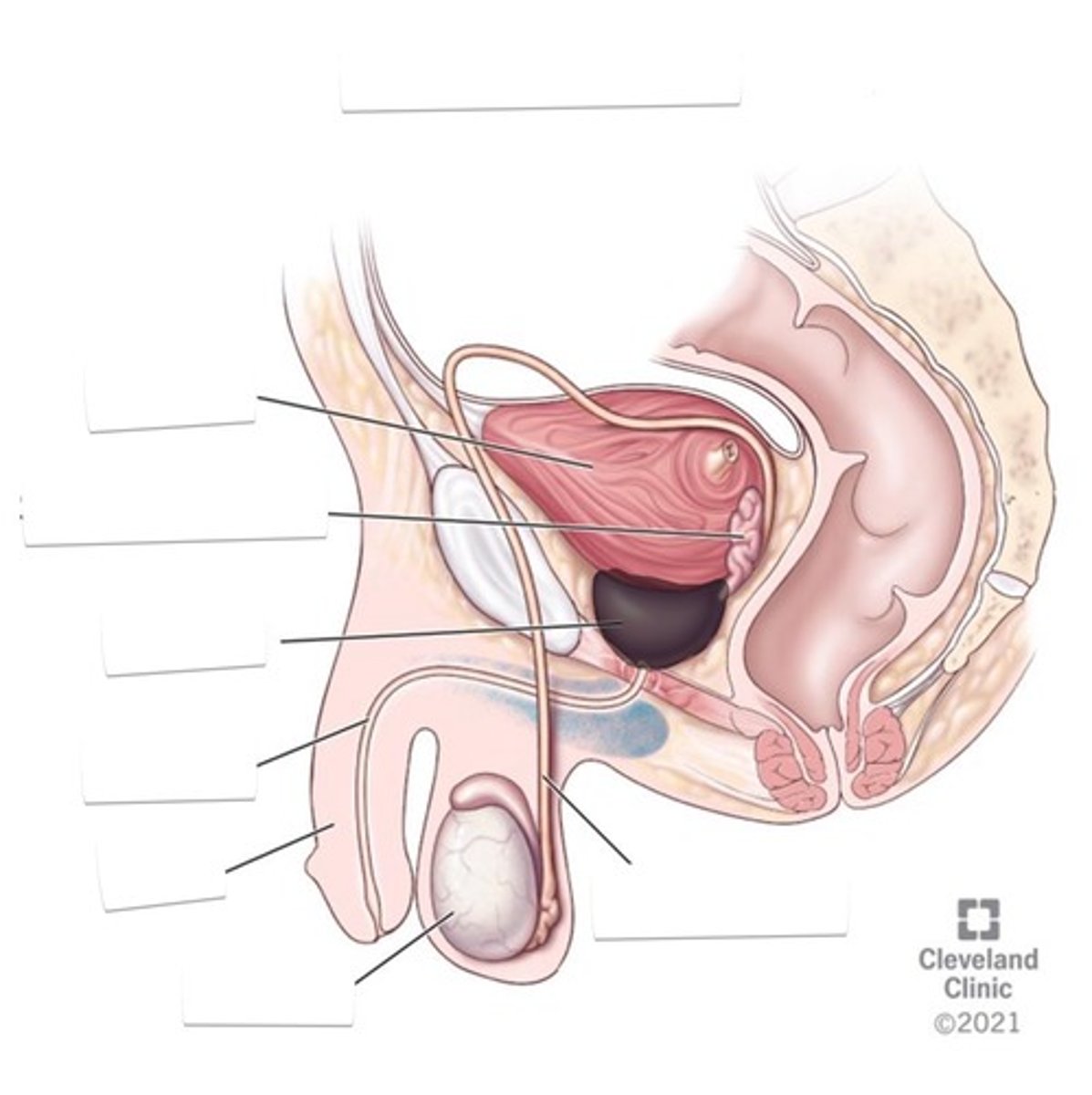 <p>Below urinary bladder; reddish in color</p>