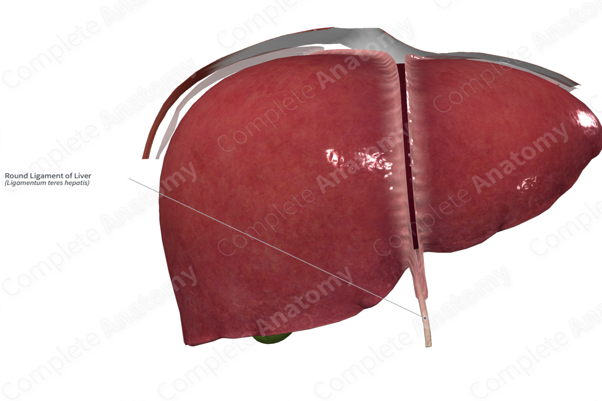 <p>Sau khi sinh, TM rốn (umbilical vein) trở thành dây chằng tròn gan (round ligament of the liver)</p>