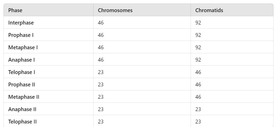 <p>chromatids=represented by how many “arms” on a chromosome you have</p><p>chromosomes=counted by the number of centromeres in a cell</p>
