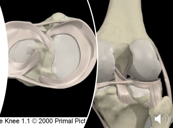 <p>The medial and lateral menisci act as shock absorbers and provide joint stability.</p>