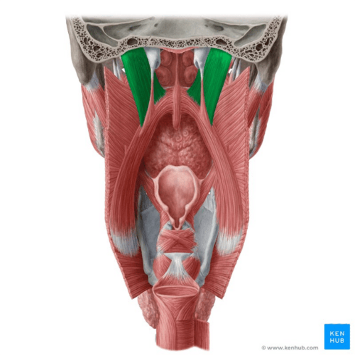 <p>•Origin</p><p>-Temporal bone</p><p>•Insertion</p><p>-Palatine aponeurosis of soft palate</p><p>•Function</p><p>-Raises the velum</p><p>•Nerve</p><p>-Vagus and Accessory</p>