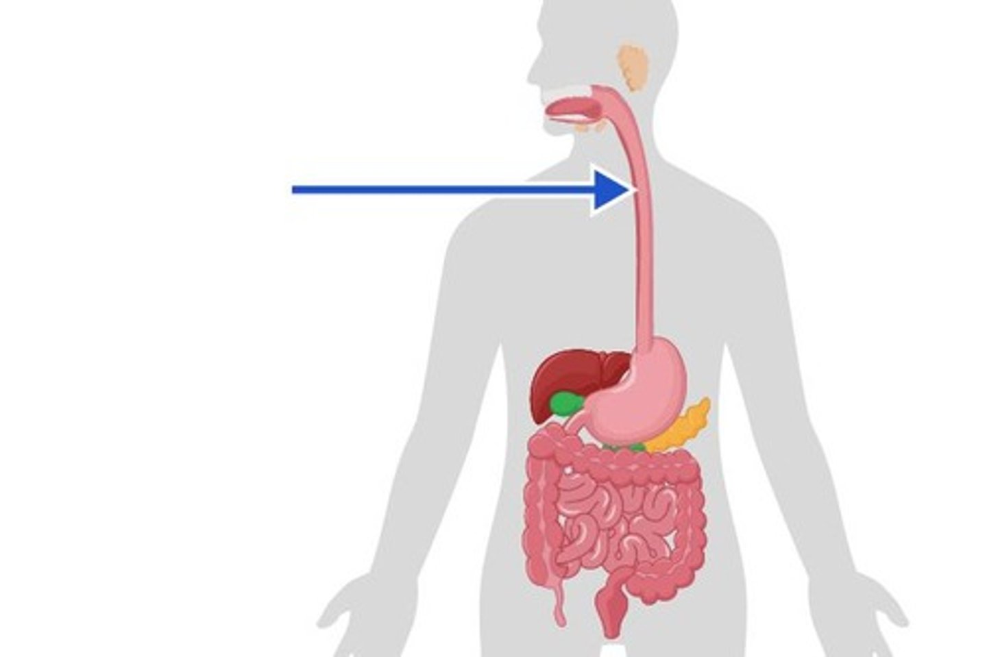 <p>The tube that connects the throat to the stomach.</p>