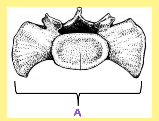 <p><u>Name the following</u>:</p><ul><li><p>Bone?</p></li><li><p>Side?</p></li><li><p>View?</p></li><li><p>Specific Surface? (if applicable)</p></li><li><p>A?</p></li></ul><p></p>