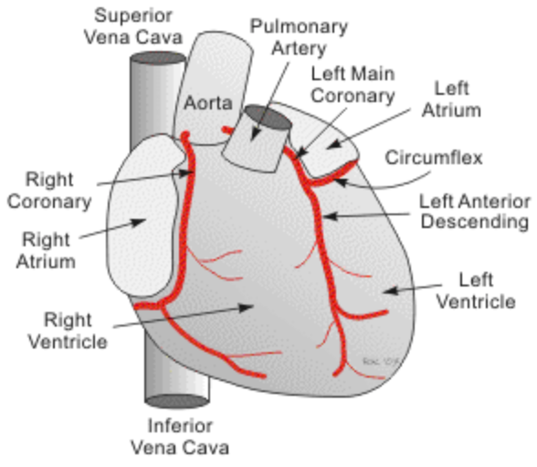 <p>Supplies:</p><ol><li><p>Right atrium</p></li><li><p>Right ventricle</p></li><li><p>Inferior wall of left ventricle</p></li></ol>