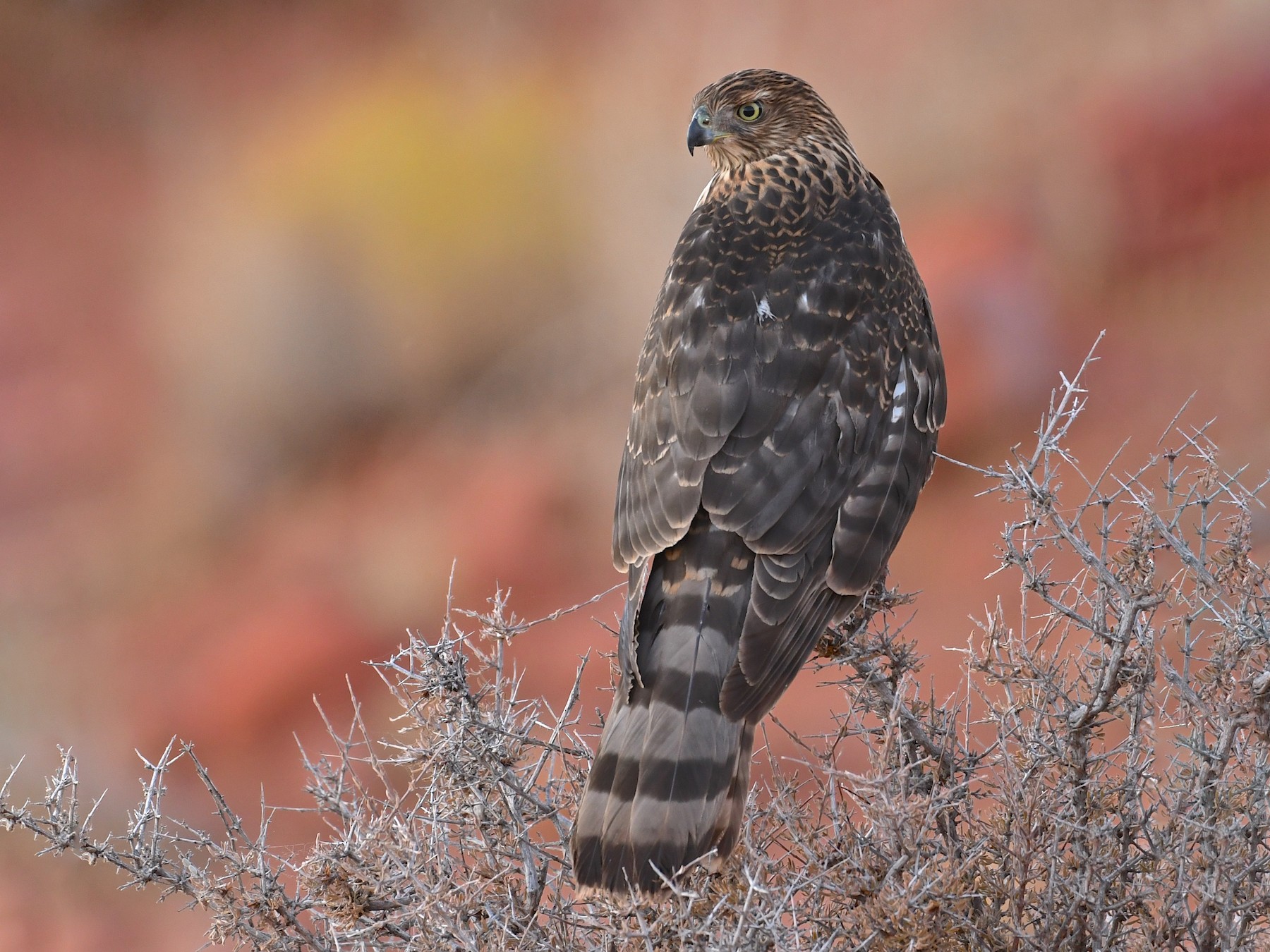 <p>Cooper’s Hawk</p>