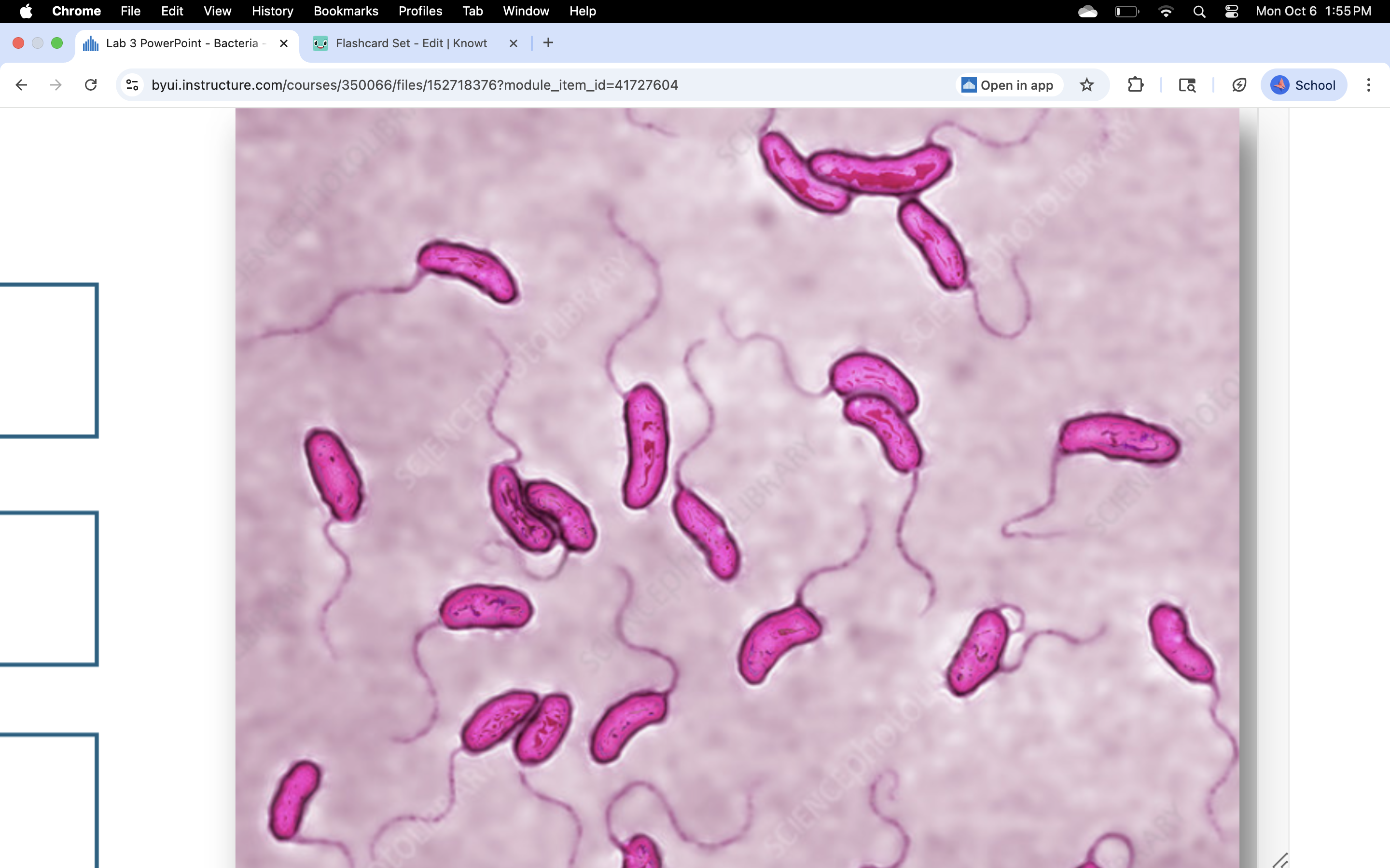 knowt flashcard image