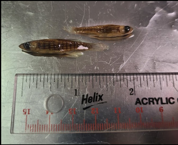 <p>What is the taxonomy, common name, and scientific name of this fish? What is the difference between males and females?</p>