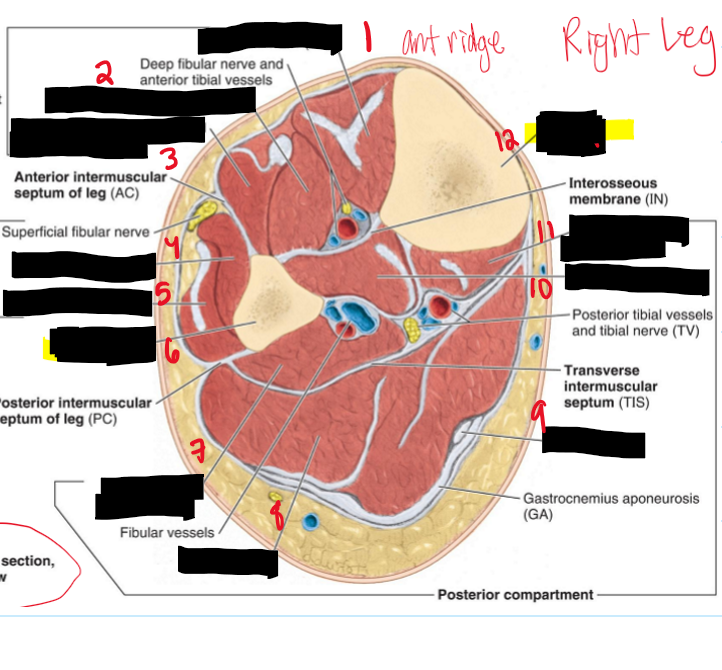 <p>Name the structures.</p>