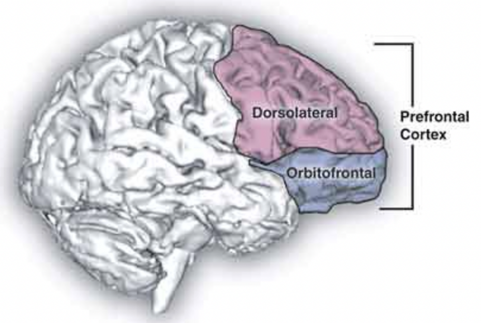 <p>Cortex - Thinking brain</p>