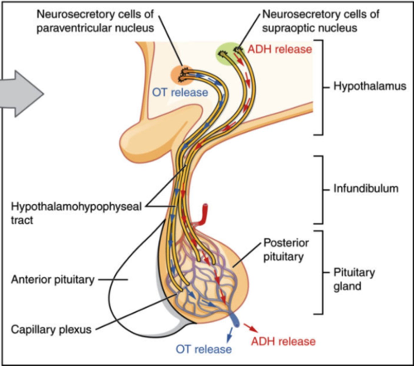 <p>Neural cell bodies of the hypothalamus synthesize the hormones, and are transported down axons to the posterior pituitary where they are released into the blood</p>