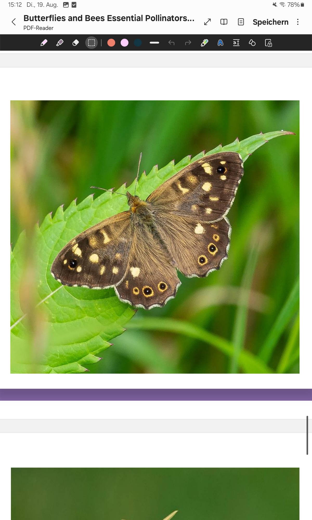 <p>Speckled Wood</p>