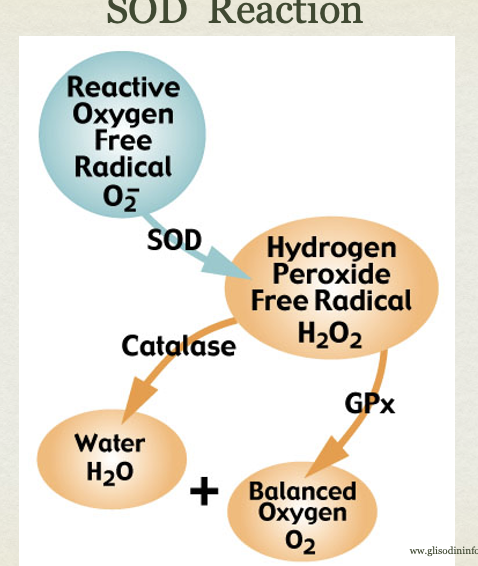 <p>superoxide Dismutases (SOD) (enzyme system)</p>