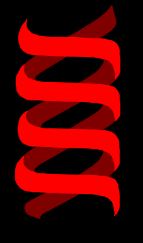 * contains deoxyribose sugar
* double stranded
* A-T & C-G
* never leaves nucleus