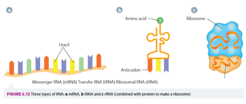 <ul><li><p><strong>mRNA:</strong> messenger RNA, carries genetic info from DNA to ribosomes</p></li><li><p><strong>tRNA:</strong> transfer RNA, transfers specific amino acids to ribosomes (where they are used to build proteins based on genetic code carried by mRNA)</p></li><li><p><strong>rRNA:</strong> ribosomal RNA, makes up ribosomes along with ribosomal proteins (site for protein synthesis). rRNA helps to catalyse formation of peptide bonds between amino acids during protein synthesis</p></li></ul>