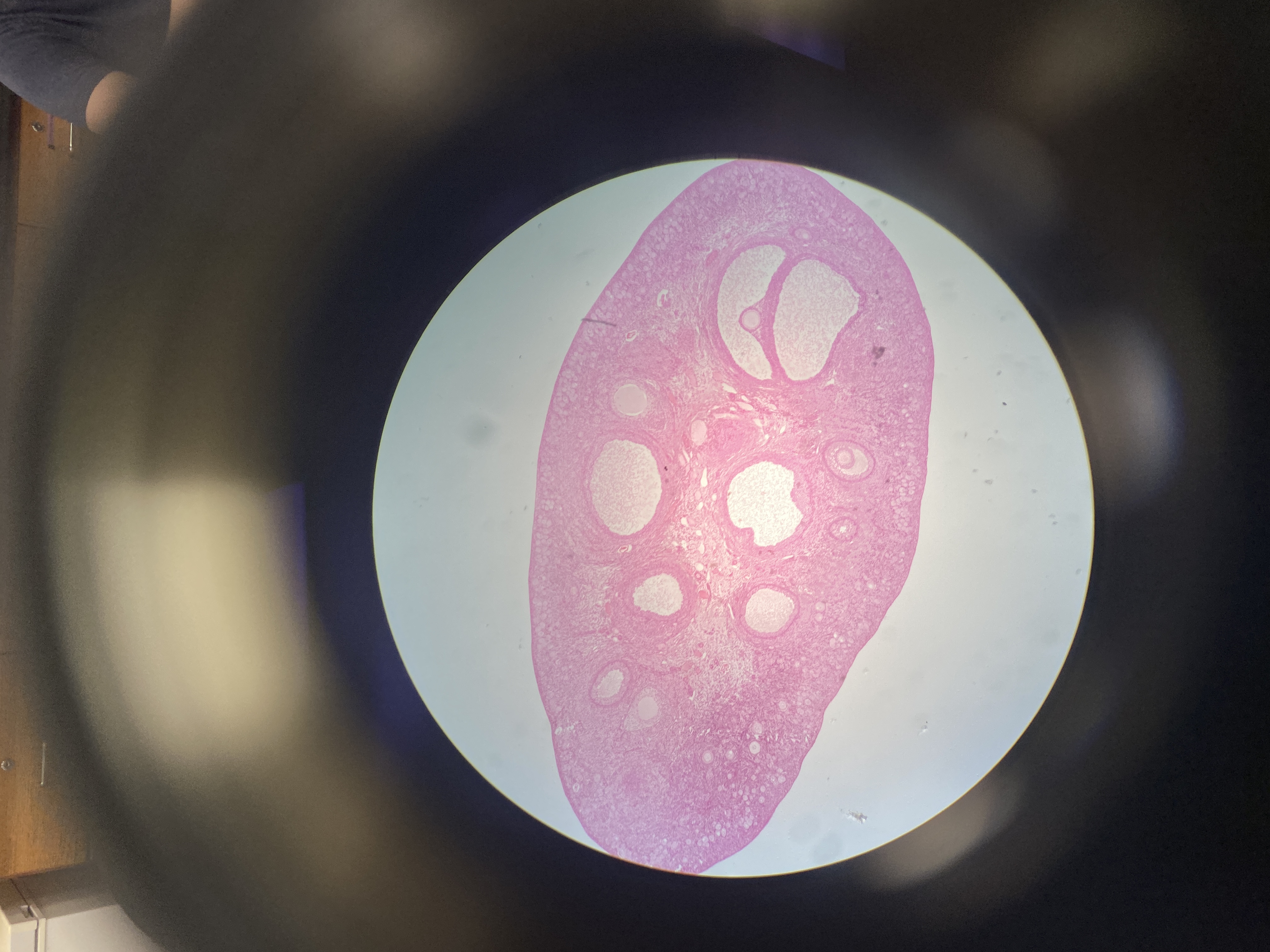 What cell is this?