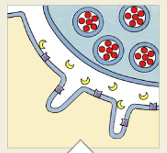 <p>Which step of muscle stimulation is:</p><ul><li><p>Repolarize</p></li></ul><p></p>