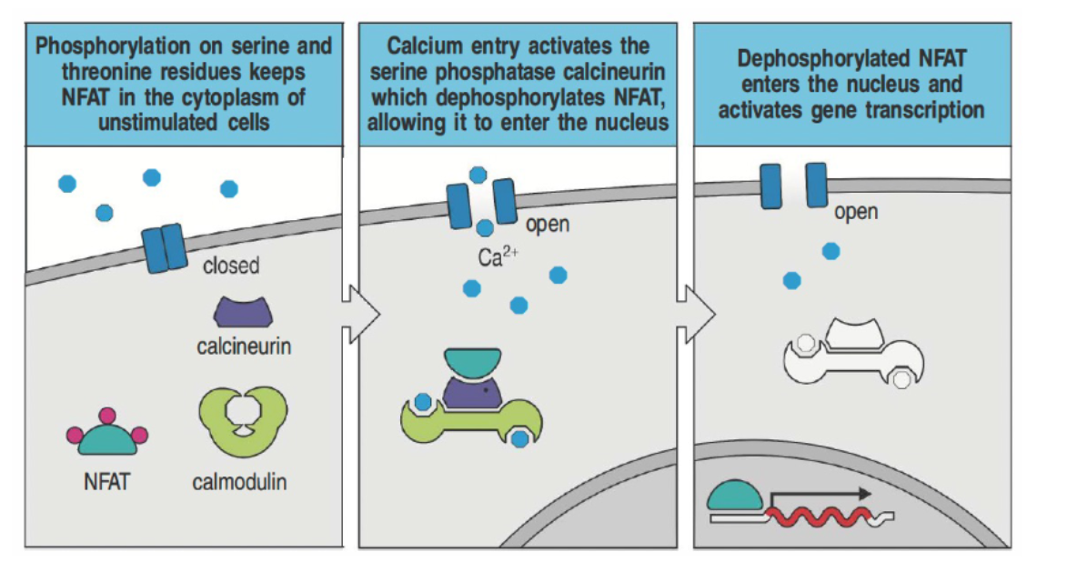 <ul><li><p>In resting cells, NFAT is kept in the cytoplasm by phosphorylation.</p></li><li><p>Calcium influx activates calcineurin, which dephosphorylates NFAT.</p></li><li><p>Dephosphorylated NFAT moves to the nucleus to promote gene transcription for T cell activation.</p></li><li><p>Immunosuppressants like cyclosporin and tacrolimus inhibit calcineurin, preventing transplant rejection.</p></li></ul><p></p>