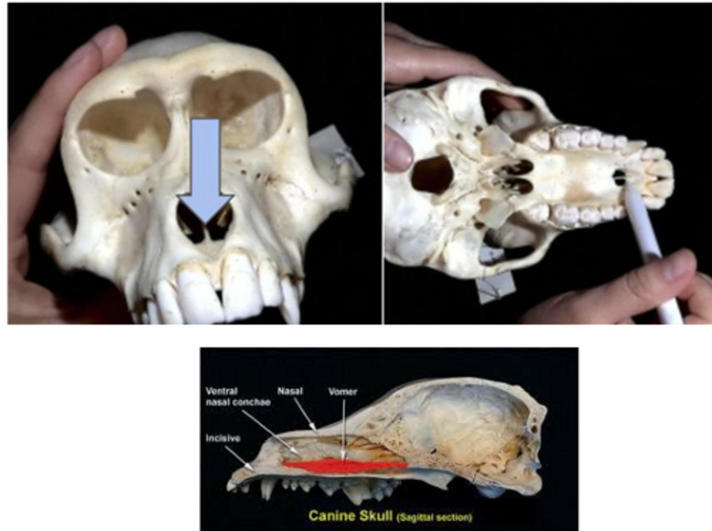 knowt flashcard image