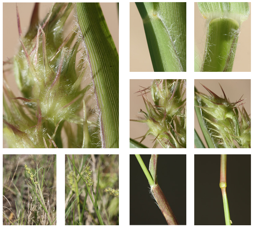 <p>Sandbur</p>
