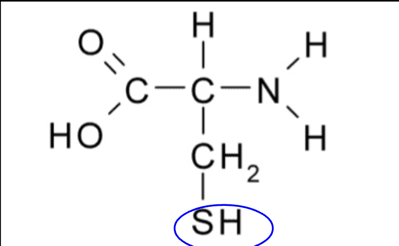 SH
critical in binding to other groups in amino acid chains
help determine the structure of 3D proteins 