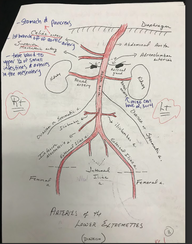 <p>Arises from the abdominal aorta and supplies blood to the descending colon, sigmoid colon, and rectum.</p>