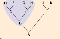 group of organisms that includes the most recent common ancestor and all of its descendants (e.g. mammals).