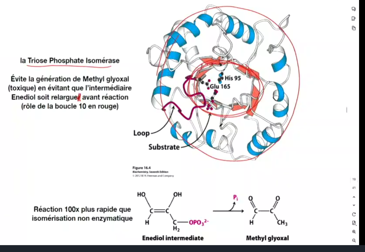 <ul><li><p>anneau d’helice alpha</p></li><li><p>mur de feuillets beta  qui protegent le substrat à l’interieur </p></li><li><p>Évite la génération de Methyl glyoxal (toxique) en évitant que l’intermédiaire Enediol soit relarguer avant réaction (rôle de la boucle 10 en rouge). Ne laisse pas enediol se relacher &amp; former poison</p></li><li><p>on brule pas atp </p></li><li><p>DANGER: enediol quand dephosphorilé devient methyl glyoxal—-TOXIQUE. </p></li></ul><p></p>