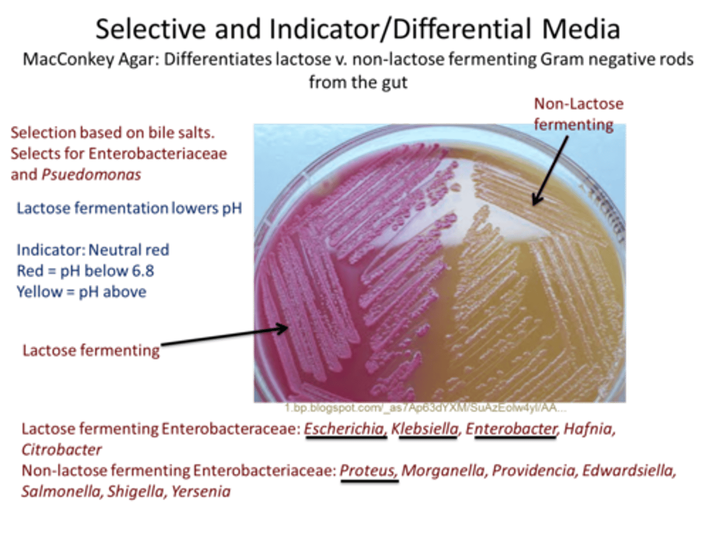 <p>*Coliform Bacteria (Escherichia coli and/or Enterobacter aerogenes)</p><p>- Growth (Gram negative, enteric)</p><p>- Pink-red color on colony surface because is a lactose fermenter</p><p>** Typhoid, Paratyphoid and Dysentery bacteria (Salmonella)</p><p>-Growth (Gram negative, enteric)</p><p>-White/transparent streak on colony surface because is not a lactose fermenter (nonfermenter</p>