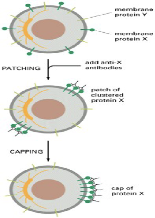 <ul><li><p>mAbs - 2 identical Fab regions</p></li><li><p>same as cell fusion&nbsp;</p></li></ul><p></p>