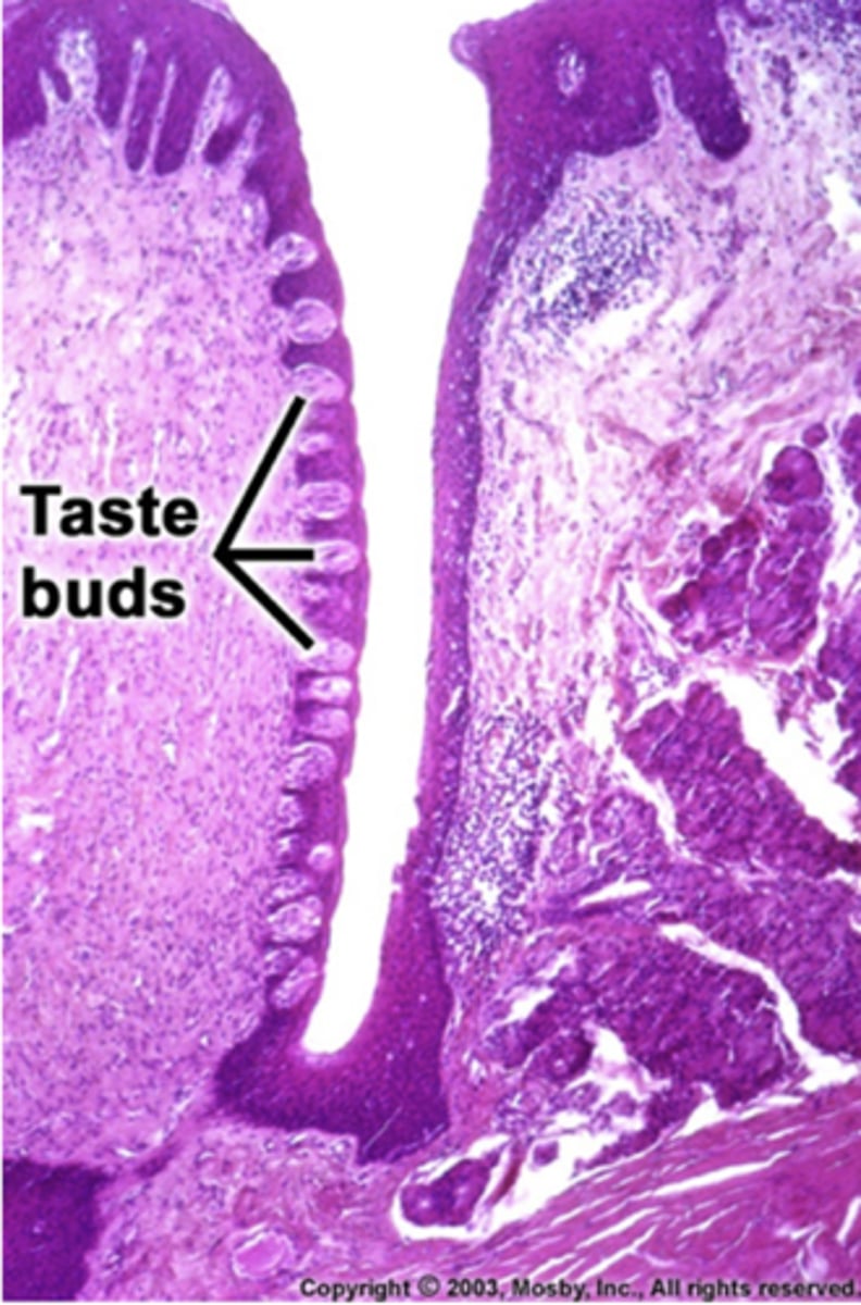 <p>taste buds</p>