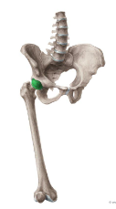 <p>Connects to the back of the Pelvis bone</p>