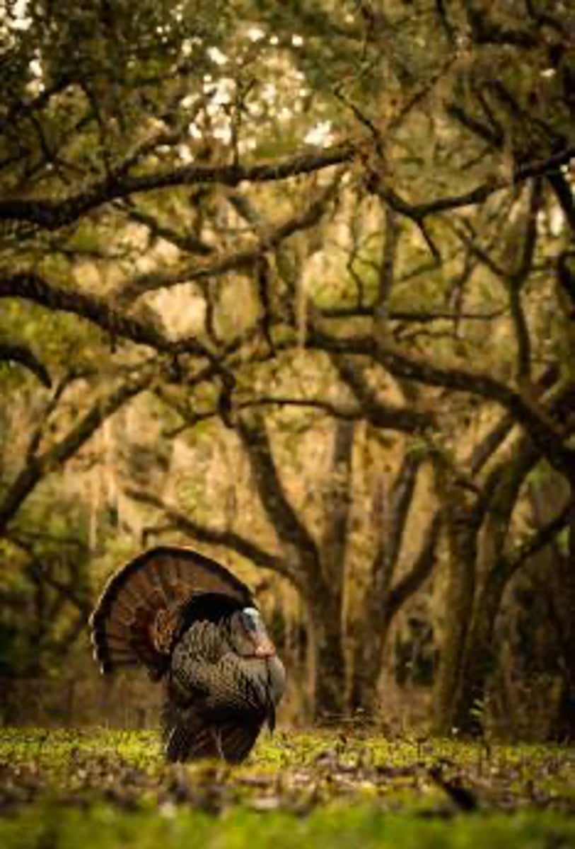 <p>They provide an important winter food source.</p>