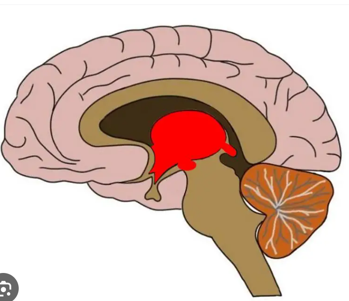 <p>contains thalamus, hypothalamus, and epithalamus</p>