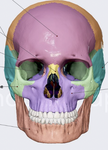 <p>Name PURPLE Bone on Skull?</p>