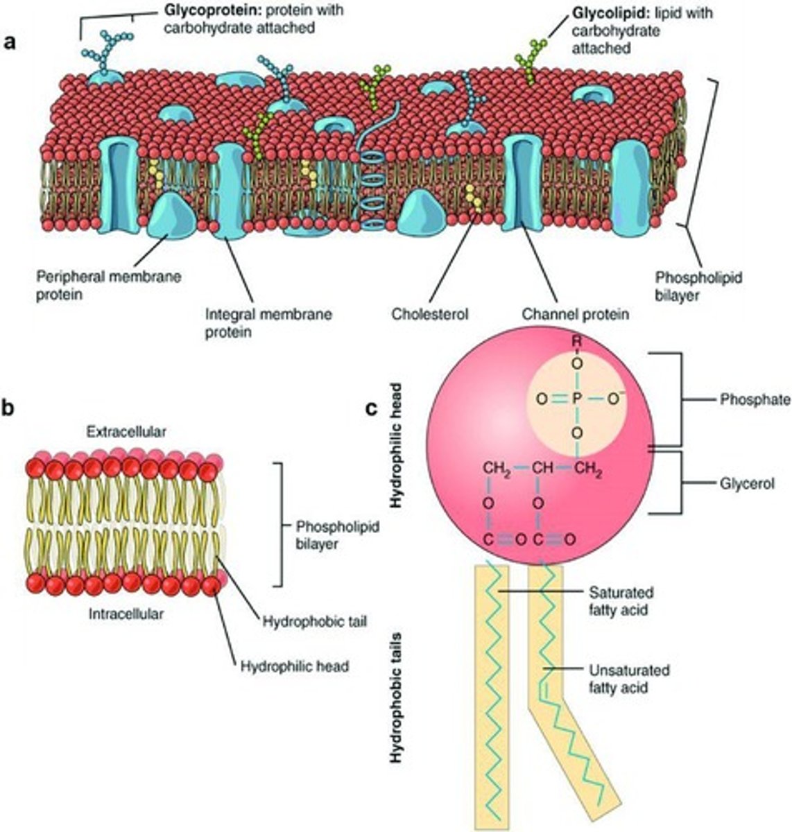 <p>- make up majority of cell membrane</p><p>- amphipathic</p><p>- 1 glycerol, 2 fatty acids and a phosphate group joined in a condensation reaction, making 3 water molecules</p>