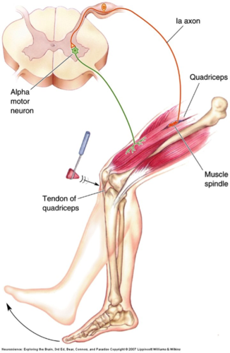 when muscles contract due to a stretching force applied to them (example: knee jerk)