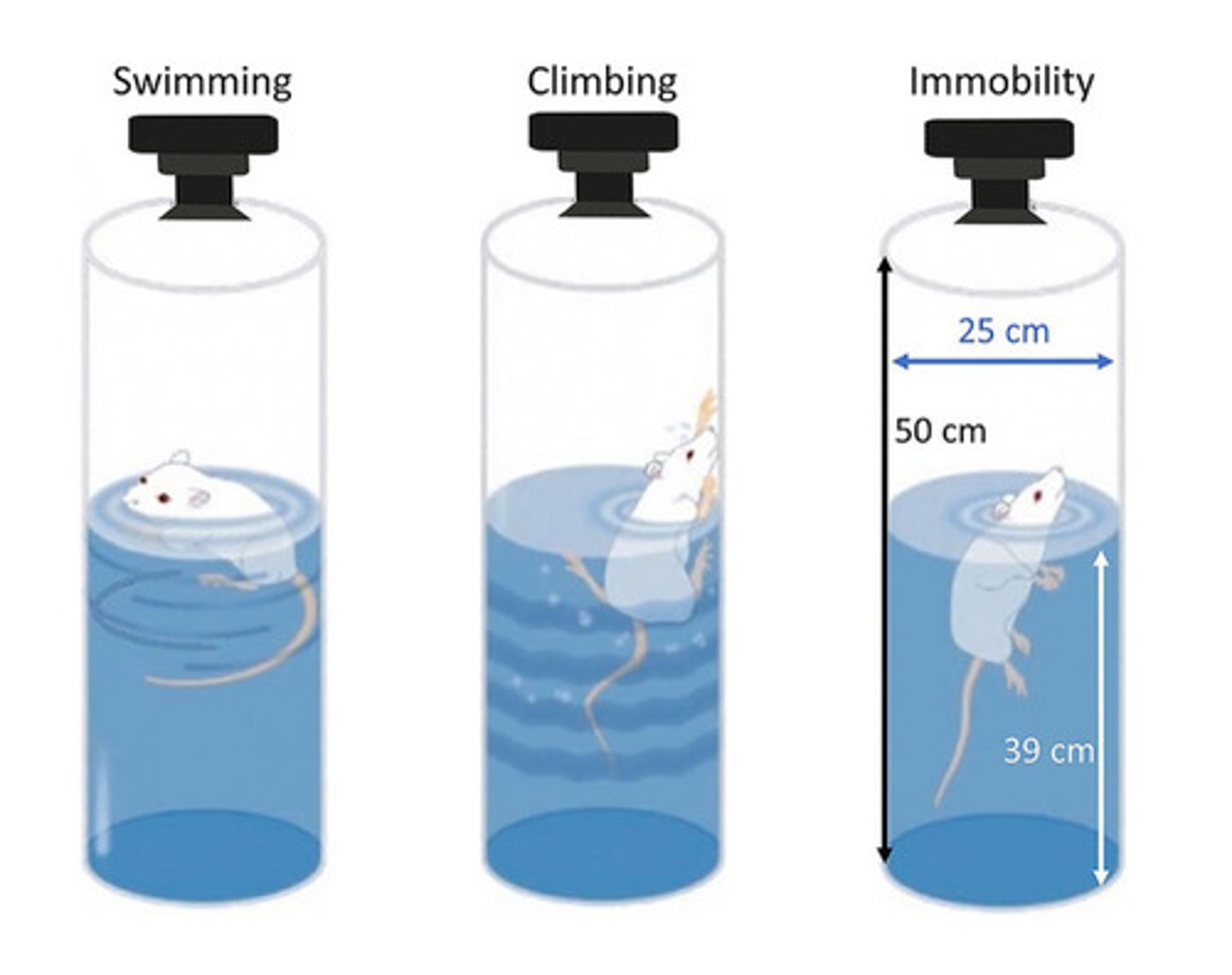 <p>Measures depressive-like behavior</p>