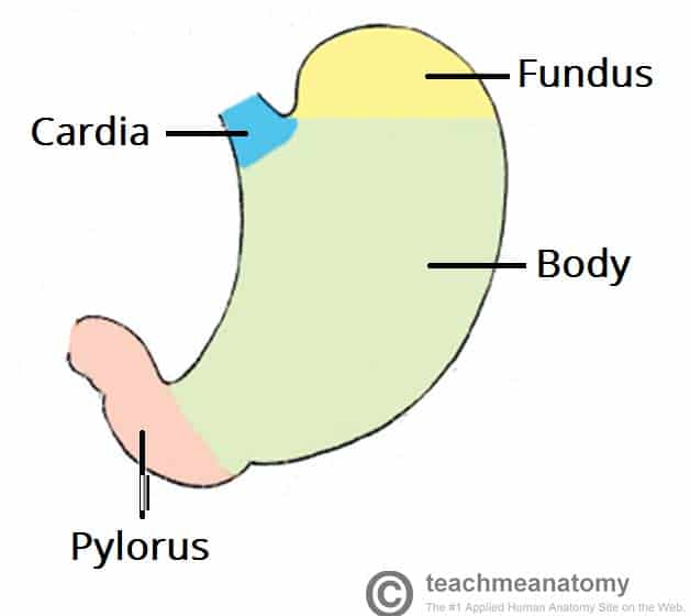 <p>cardia, fundus, body, and pylorus </p>