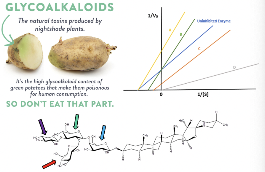<p>Analyze the carbohydrate structure shown to answer the following question.</p><p>What carbohydrate structure (monosaccharide) is the red arrow pointing at?&nbsp;</p>
