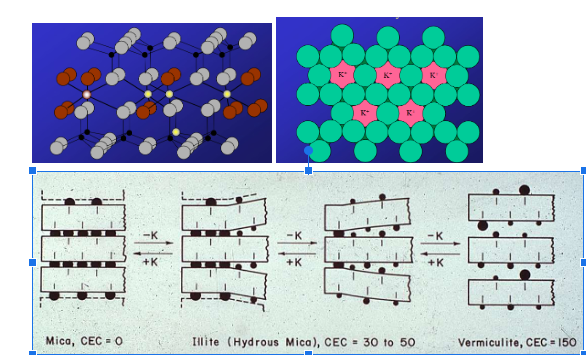 <p>2:1 clay, illite? What does potassium do? surface area and shrink swell? What happens when potassium deteroiates and gets replaced by other cations? (vermiculite and smectite)</p>