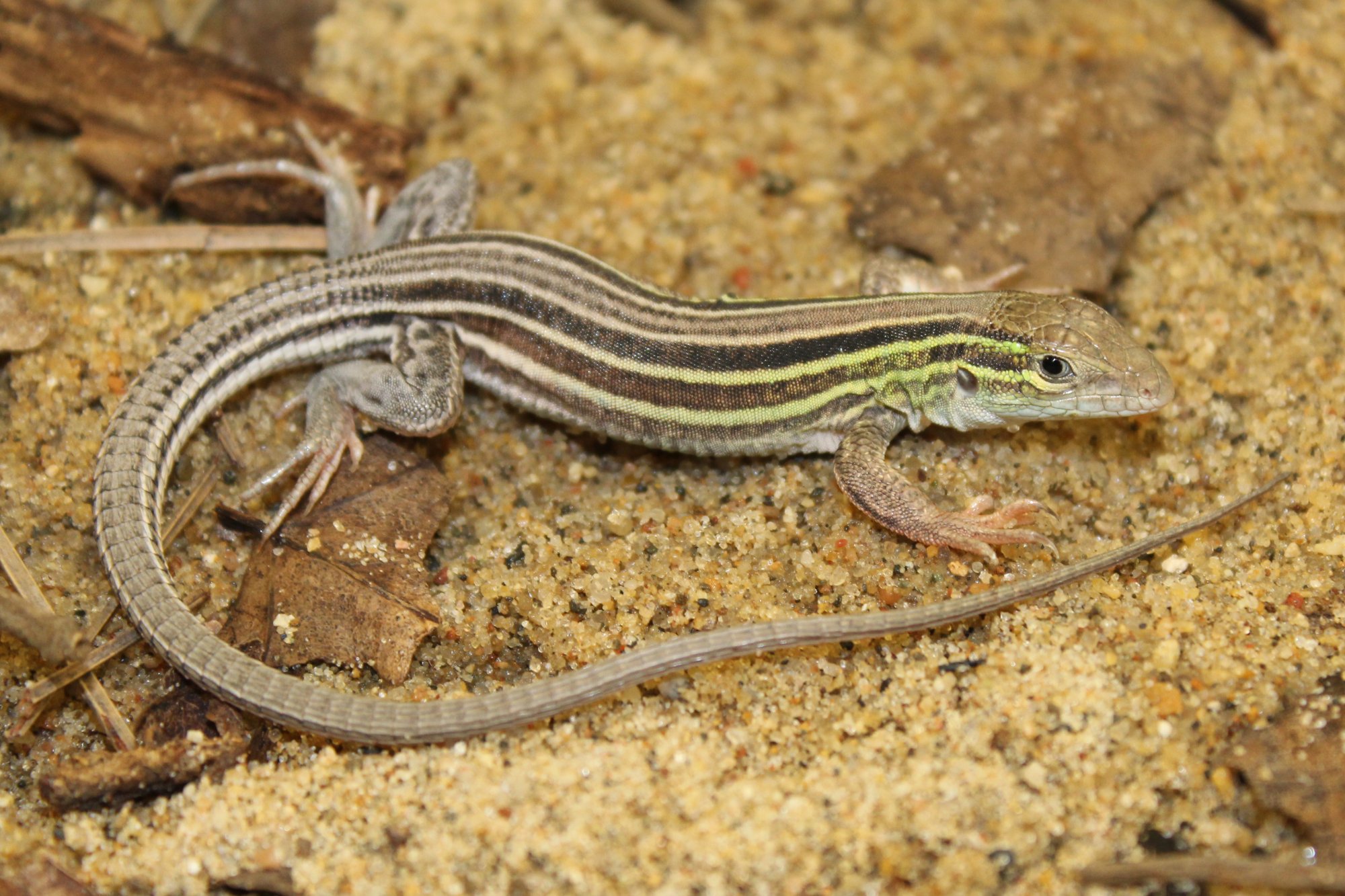 <p>Eastern Six-lined Racerunner</p>