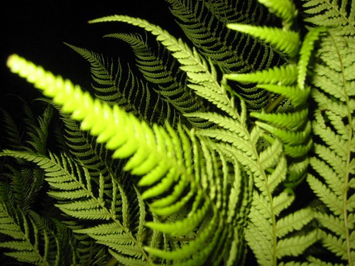 1. reproduce through spores (no flowers, no seeds)
2. have vascular bundles (xylem + phloem)
3. have leaves, stems and roots