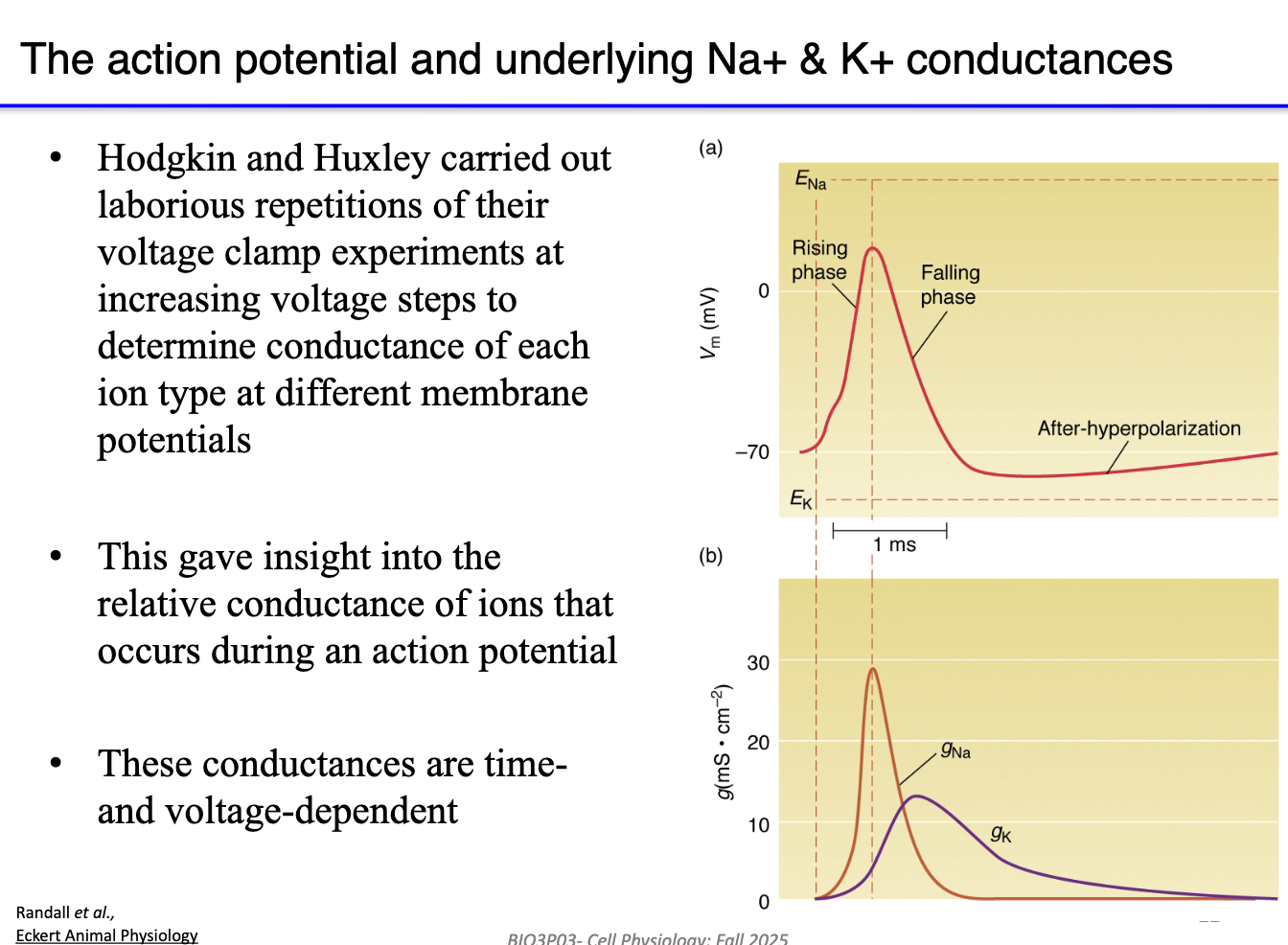 <ul><li><p>By applying <strong>different voltage steps</strong>, they measured gNa and gK at each.</p></li><li><p><strong>gNa:</strong> rises rapidly then falls (inactivation).</p></li><li><p><strong>gK:</strong> rises slowly and stays elevated.</p></li><li><p>Conductances depend on <strong>voltage</strong> and <strong>time</strong> — they change dynamically during AP.</p></li></ul><p></p>