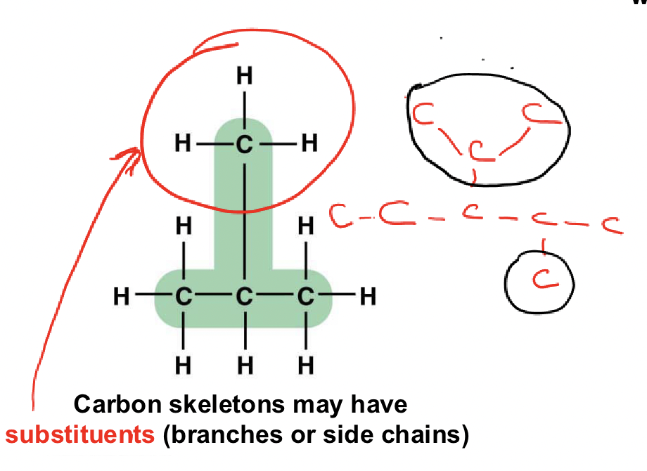 <p>Side chains attached to the carbon skeleton</p>